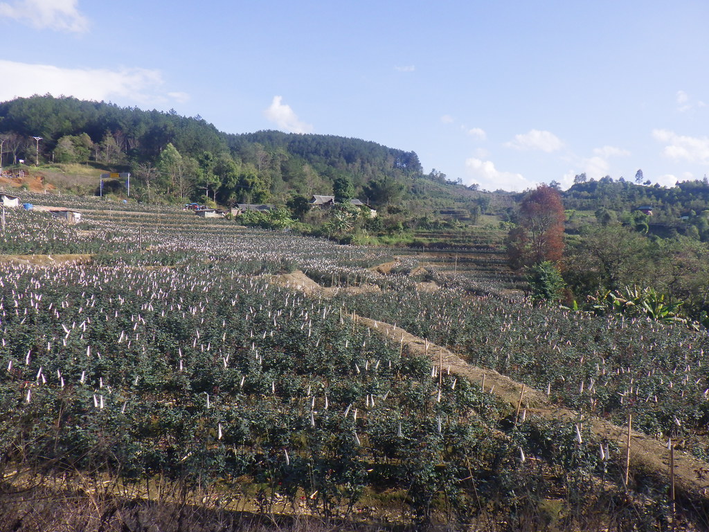 Lai Chau Province