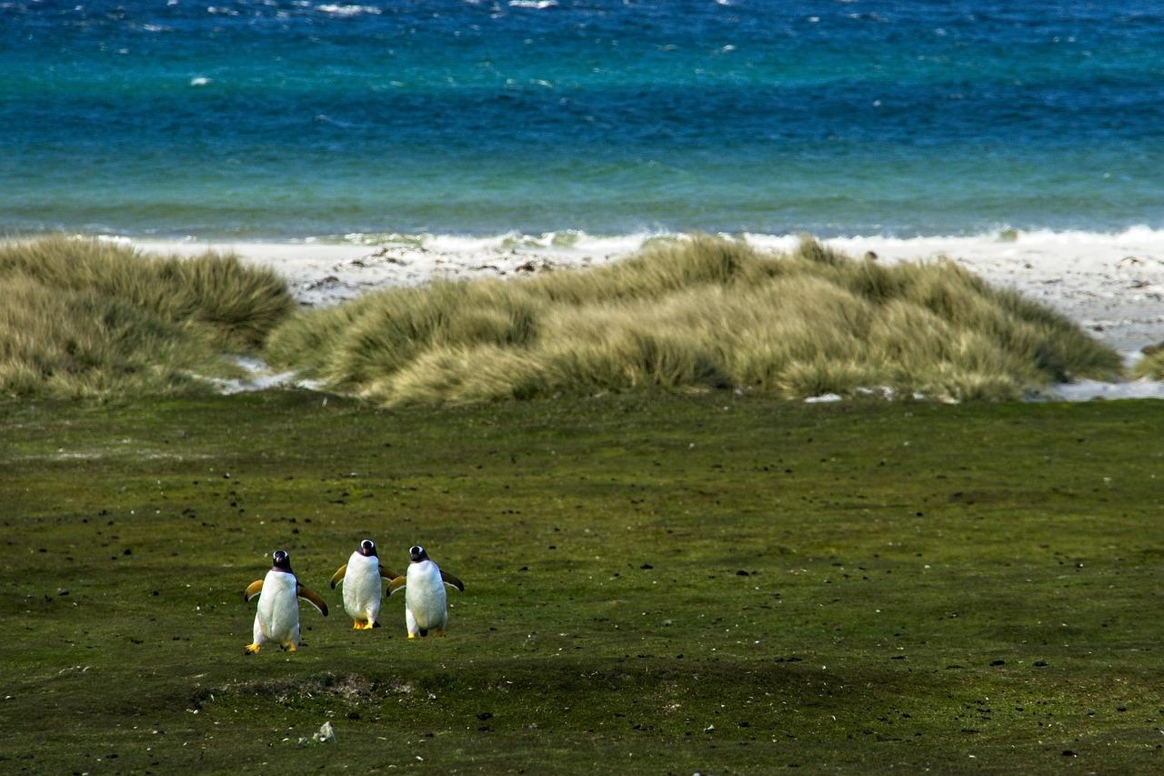Falkland Islands