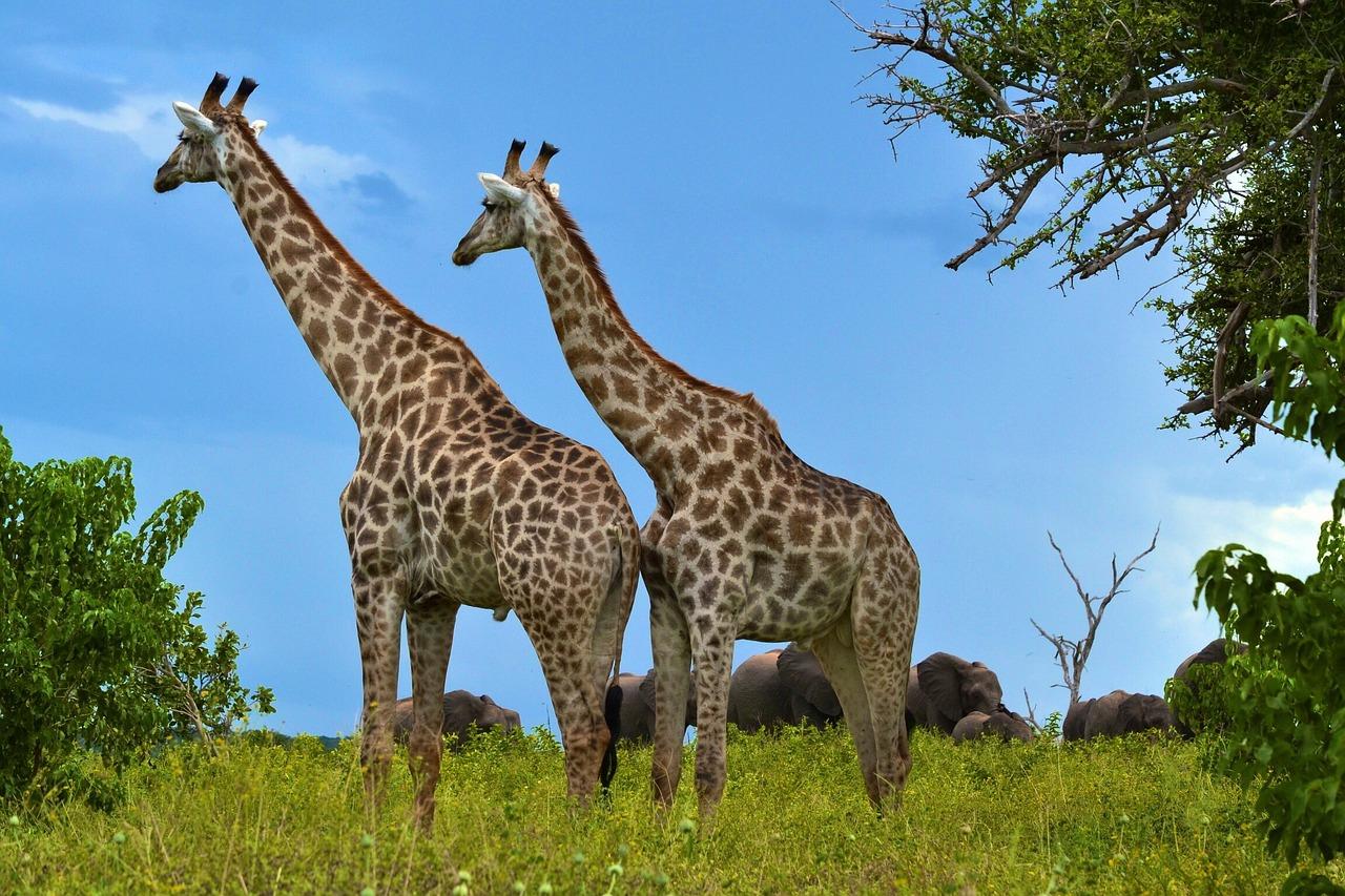 Zambia