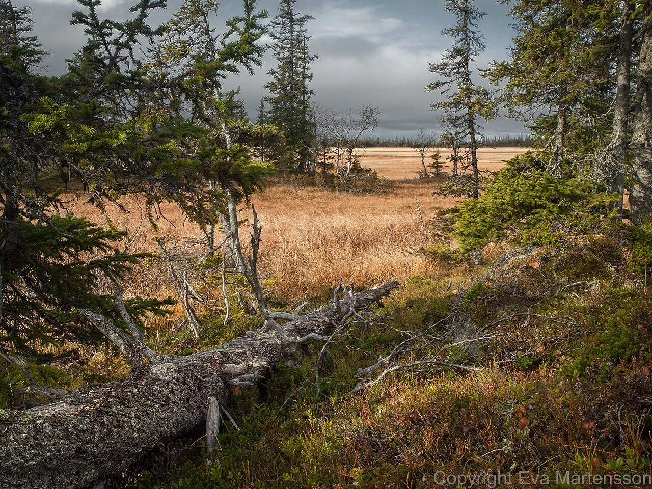 Vasterbotten County