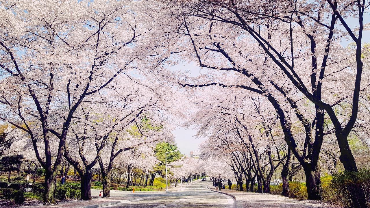 Daegu