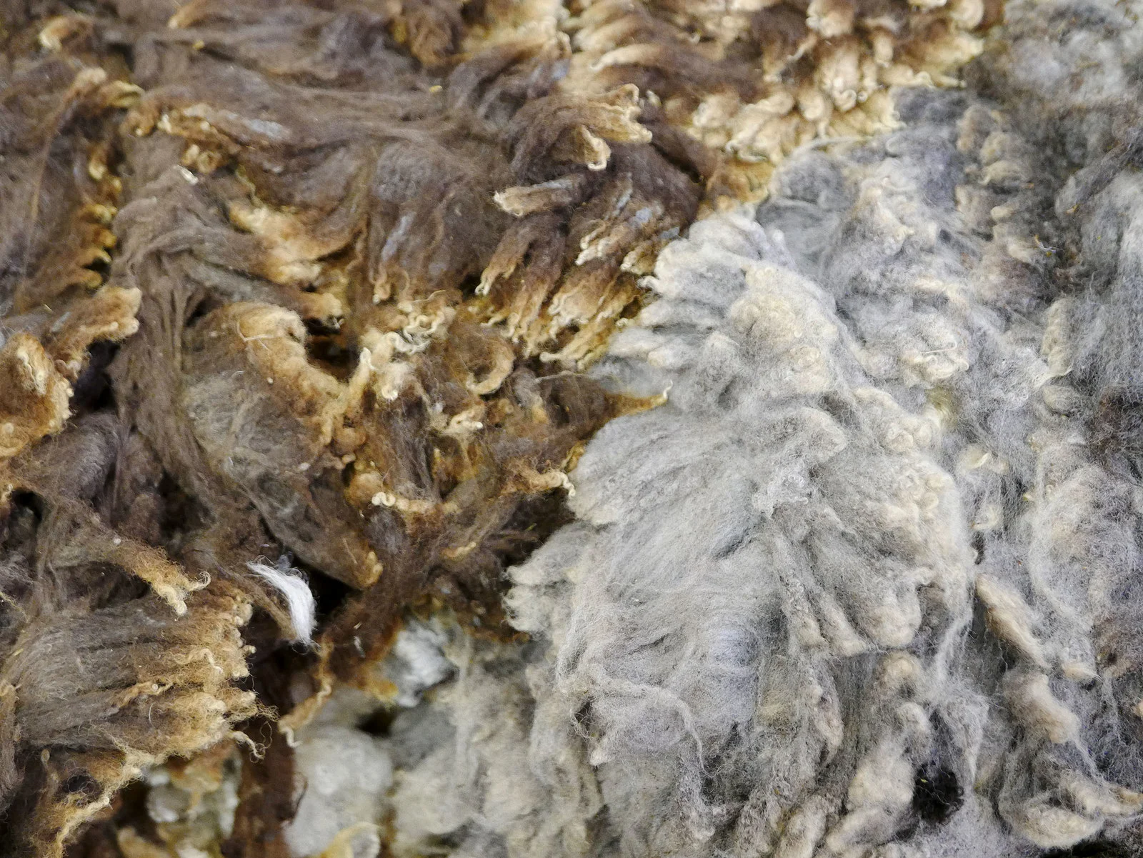 Shetland fleeces arranged for grading at a Lerwick wool broker.