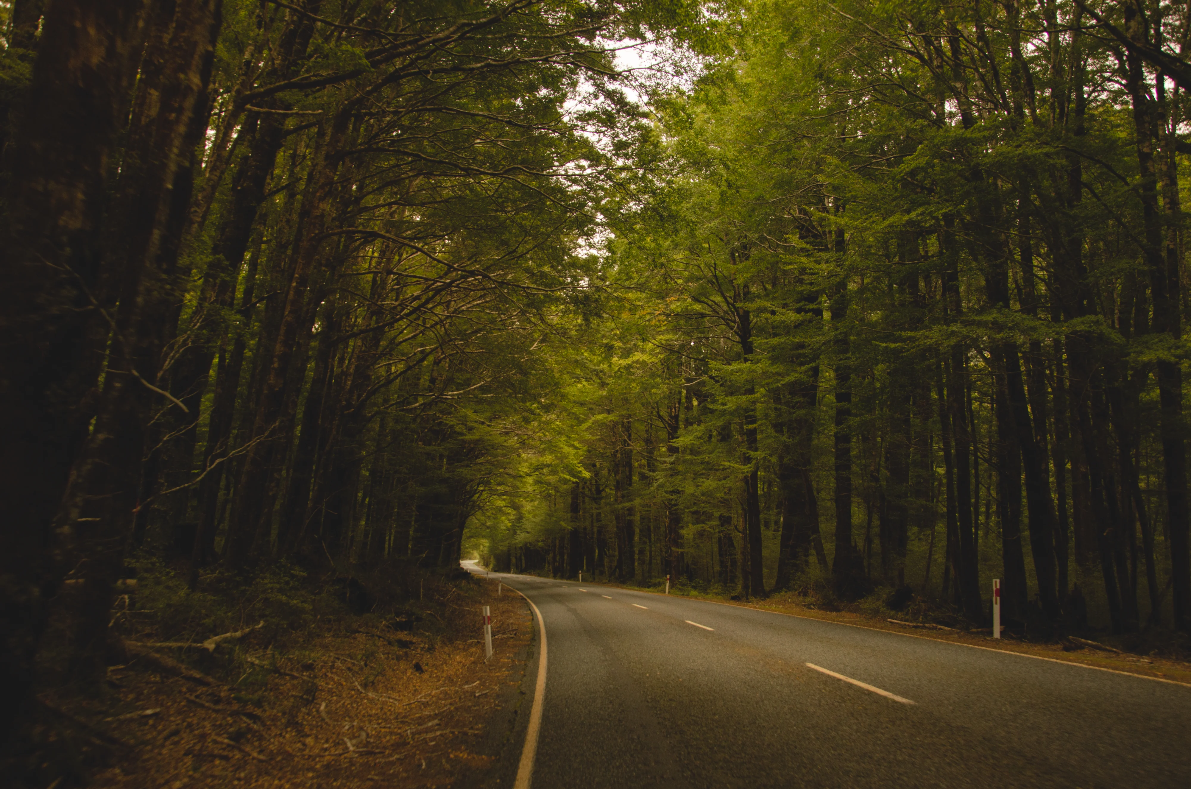 An empty road curves through dense green forest towards steep mountains near Milford Sound.