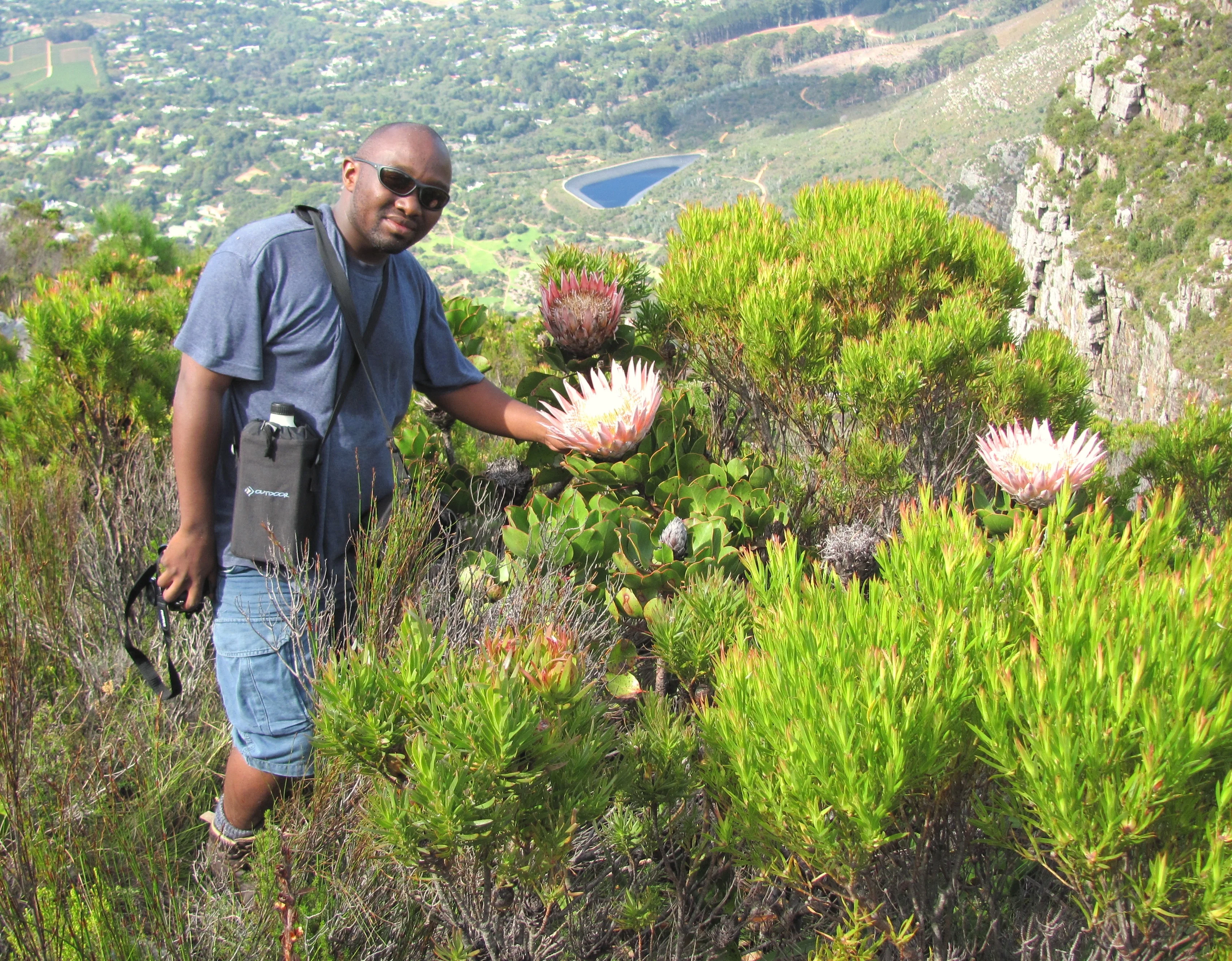 A large pink king protea blooms among green fynbos on Table Mountain.