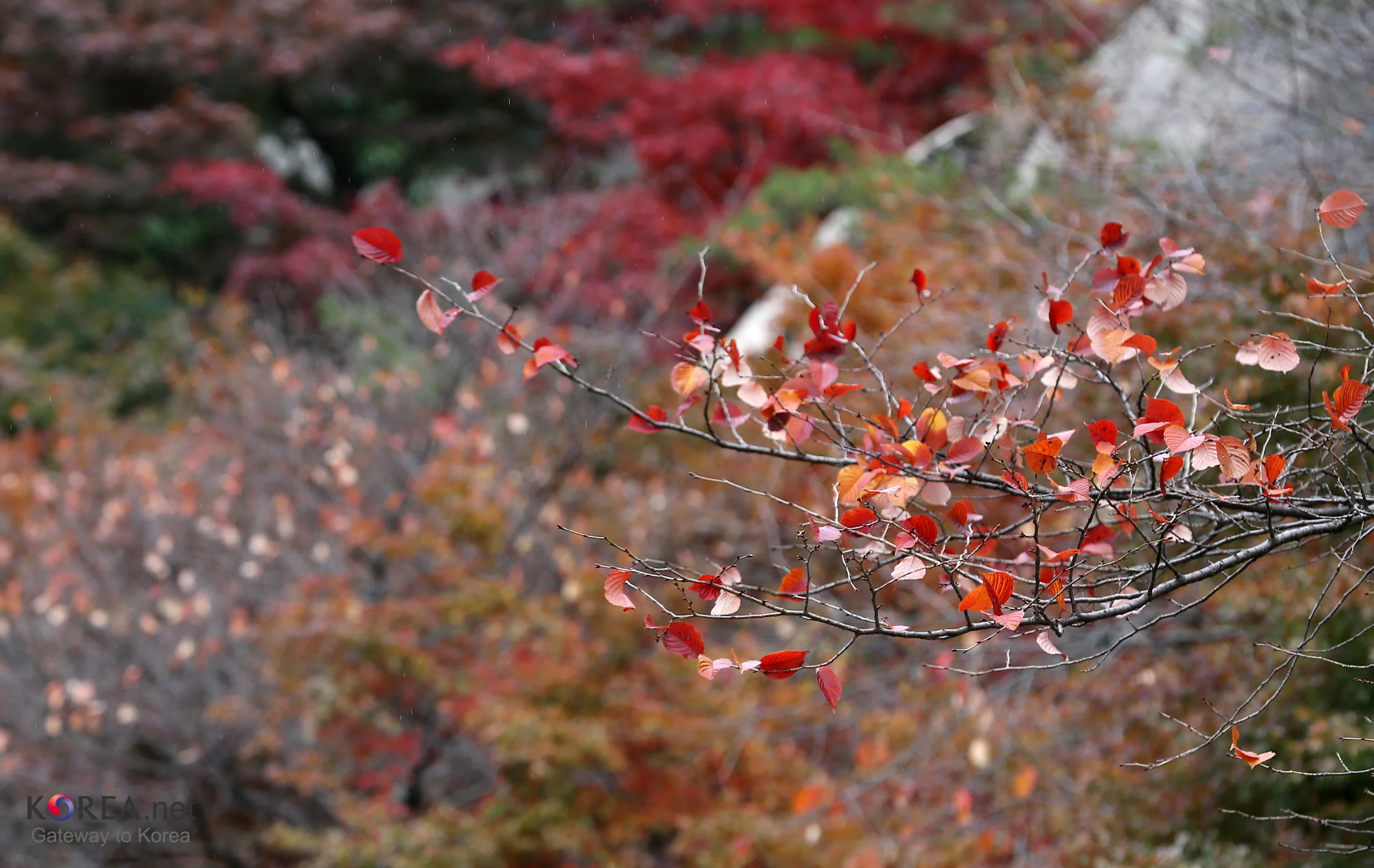 Autumn foliage frames Seoul and the Bukaksan ridge beneath a clear sky.