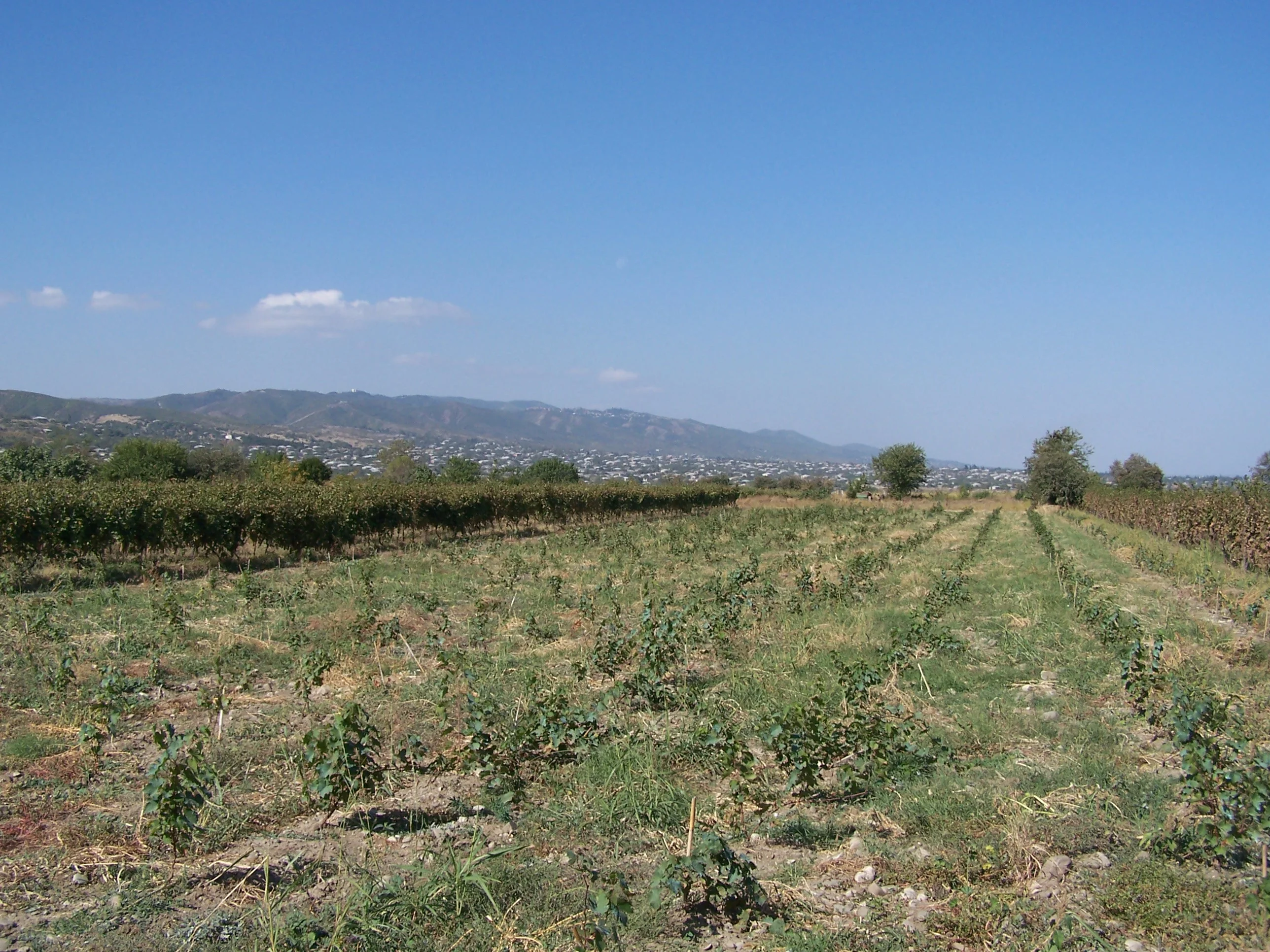 People gather around baskets of grapes during the rtveli harvest in Kakheti.