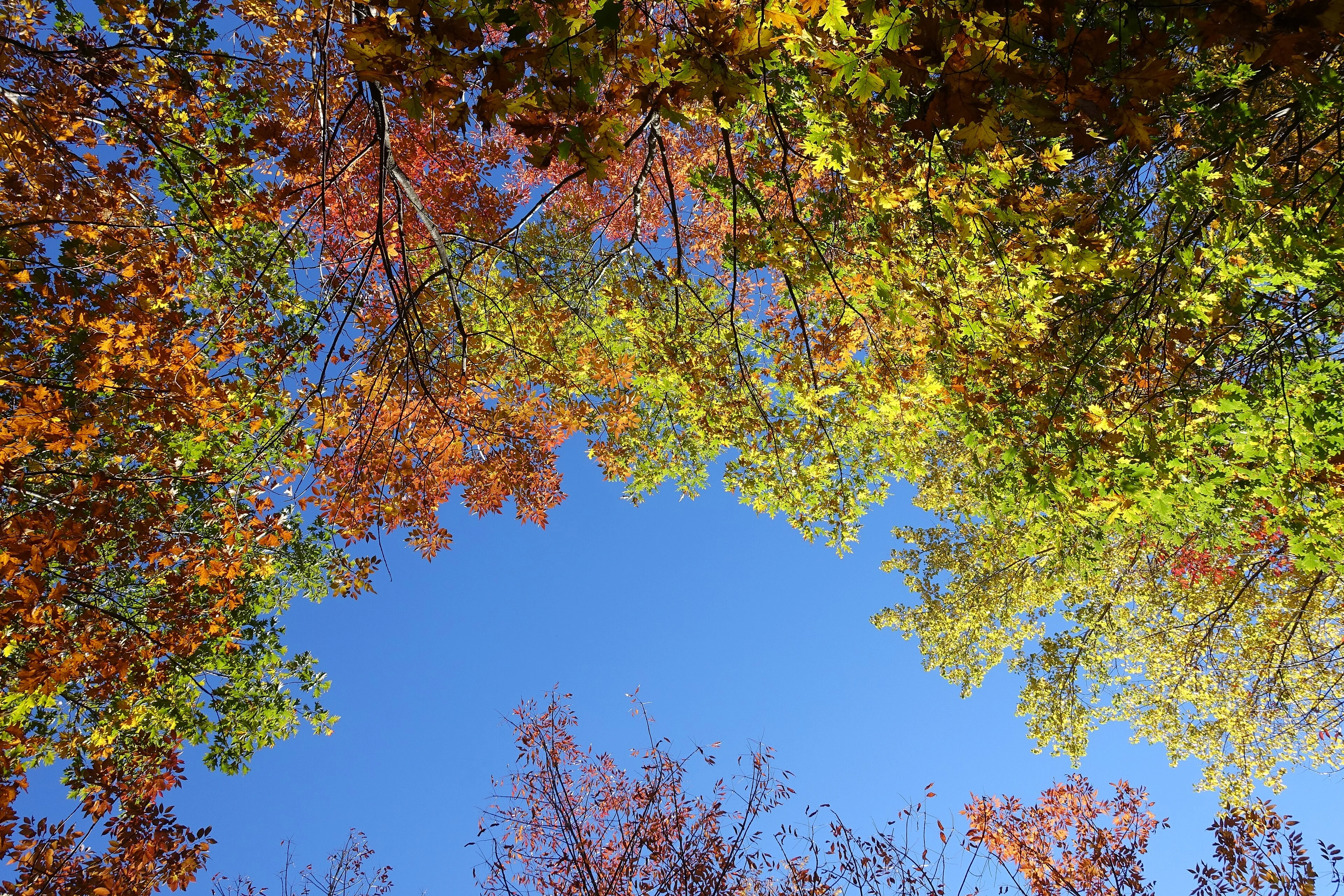 A wooded Mount Royal path is surrounded by vivid autumn foliage.