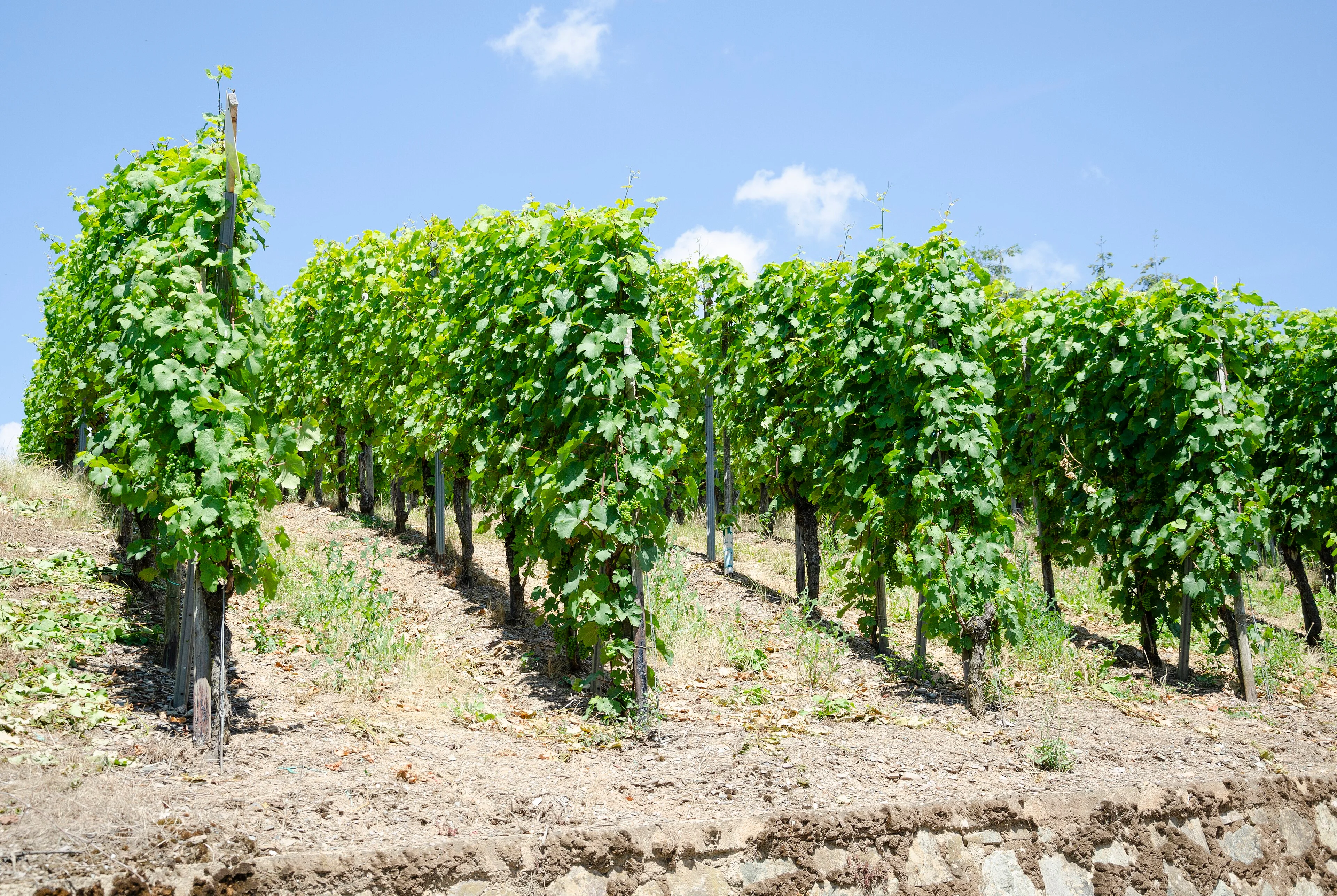 Ordered vineyard rows follow a steep green slope above the Mosel.