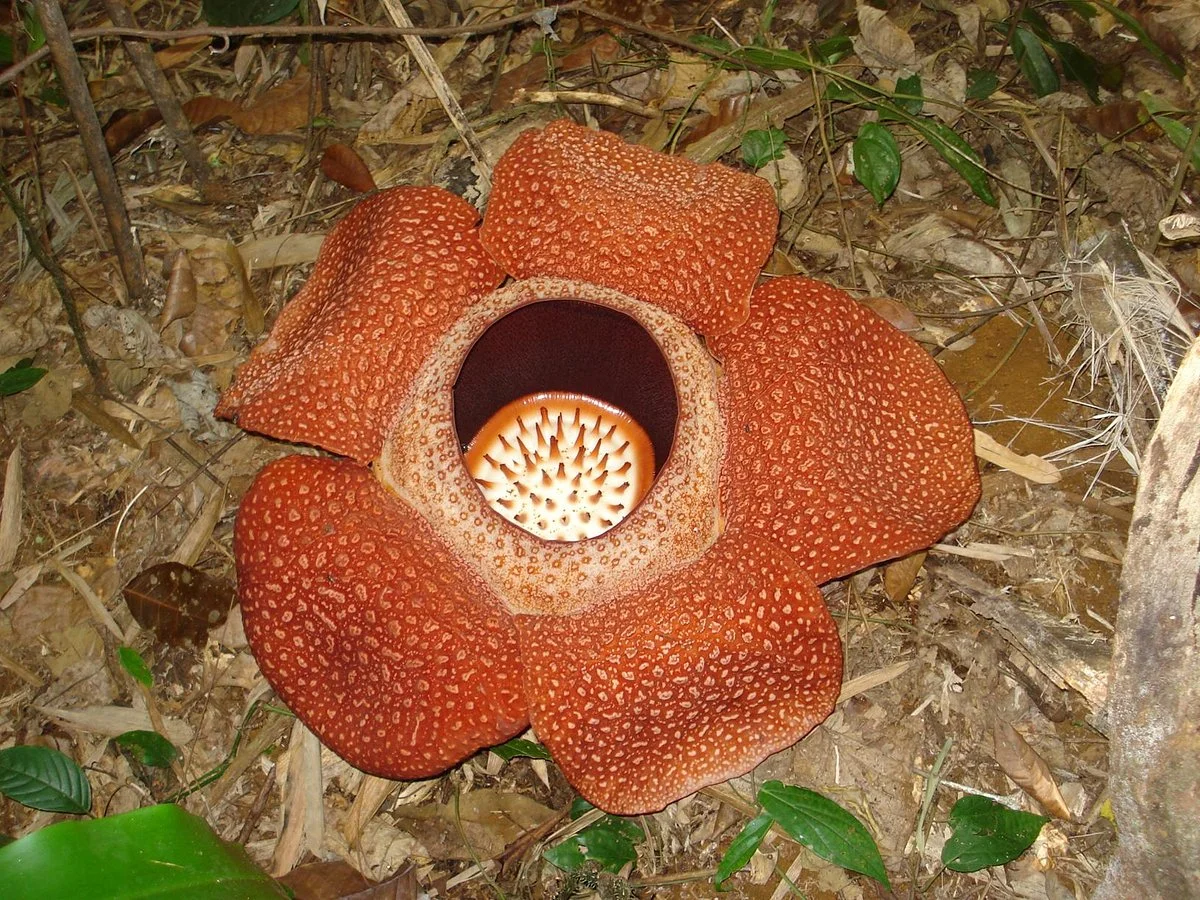 Kokob Rafflesia Conservation Garden