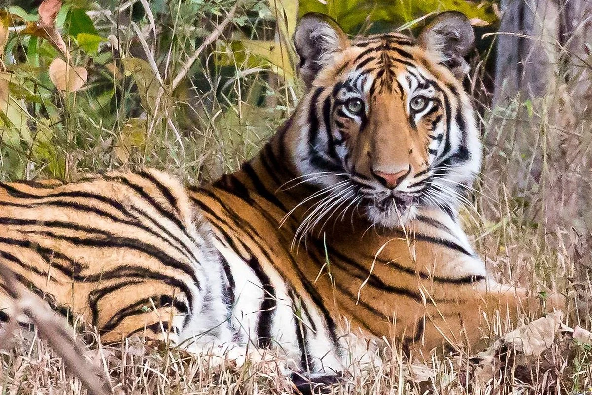 Tadoba Andhari National Park