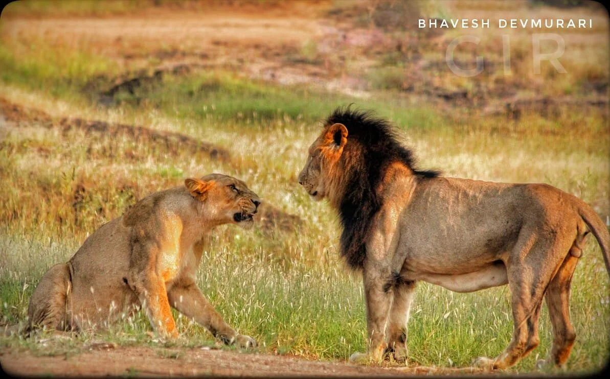 Sasan Gir National Park