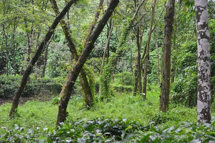 Khadimnagar National Park
