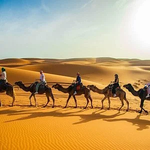 The White Camel Activities
