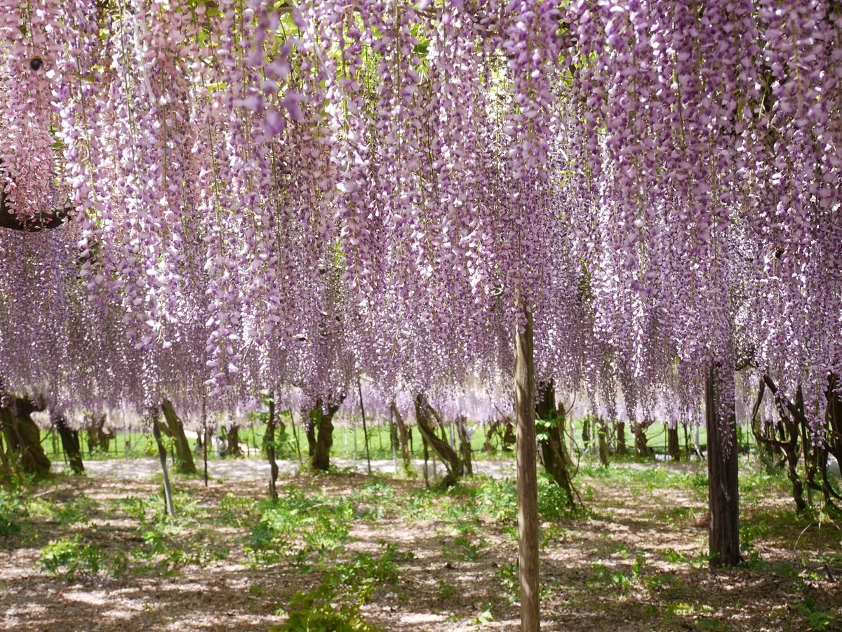 Senzai Farm