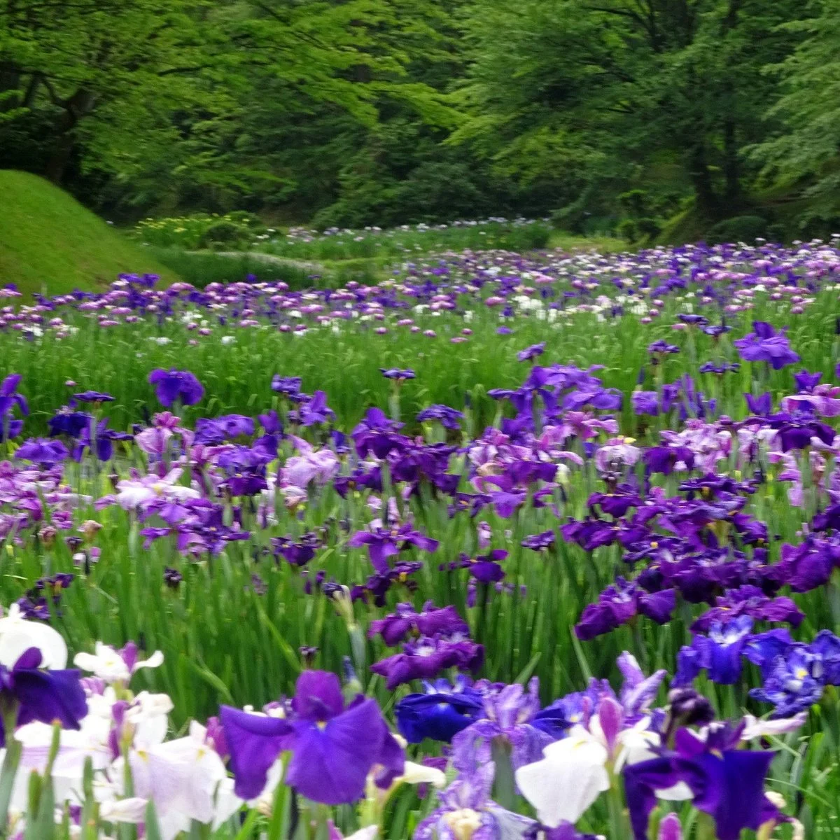 Ijimino Park