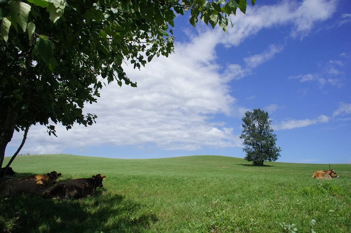Biei Farm