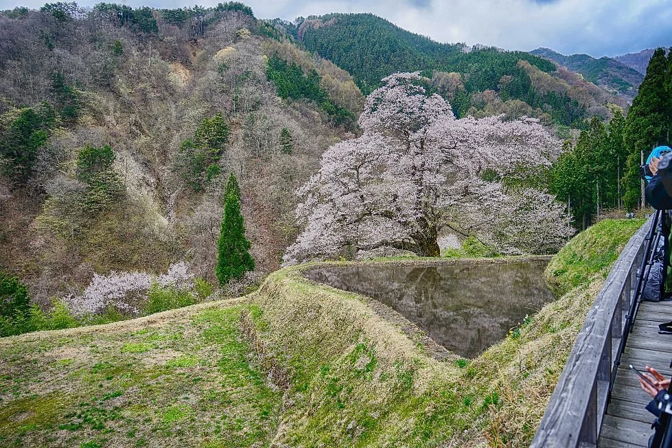 Cherry Blossom of Komatsunagi