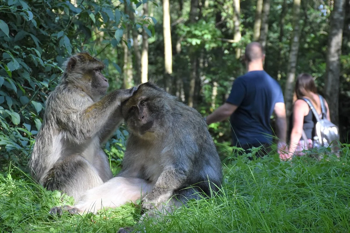Trentham Monkey Forest