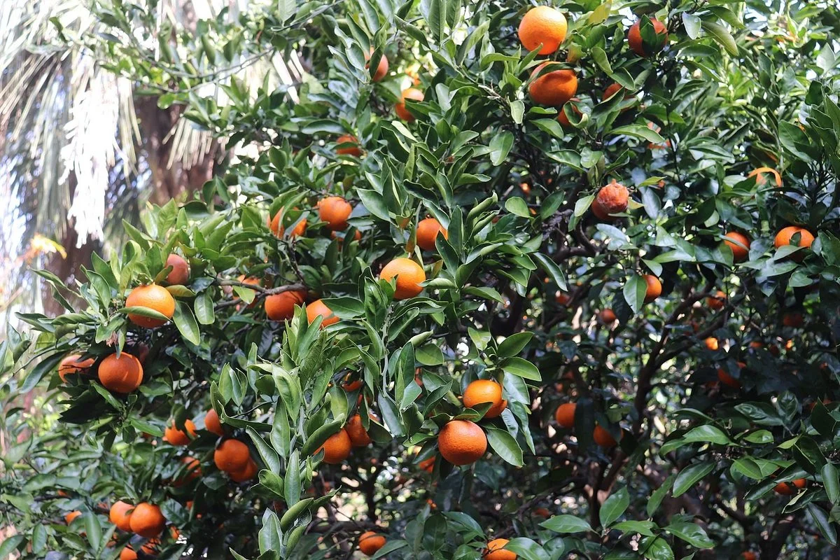 Marutetsuen