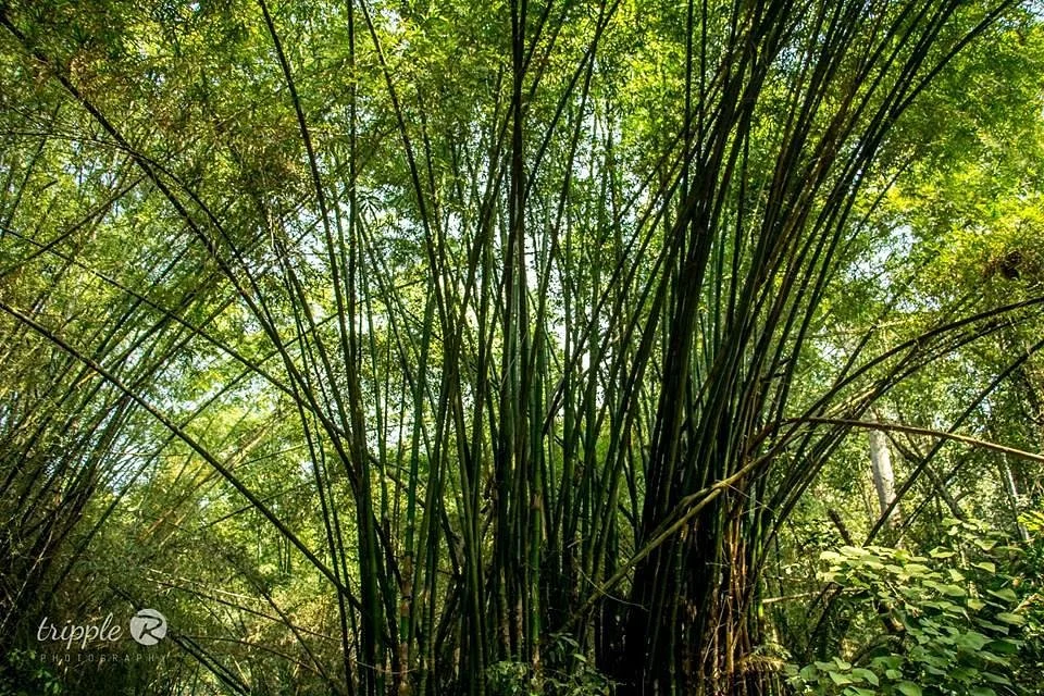 Lawachara National Park