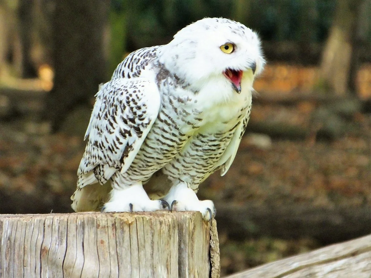 Bridlington Animal Park