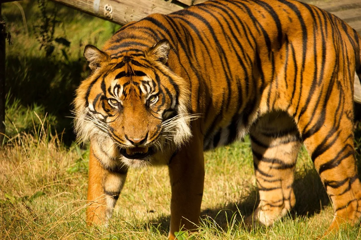 Howletts Wild Animal Park