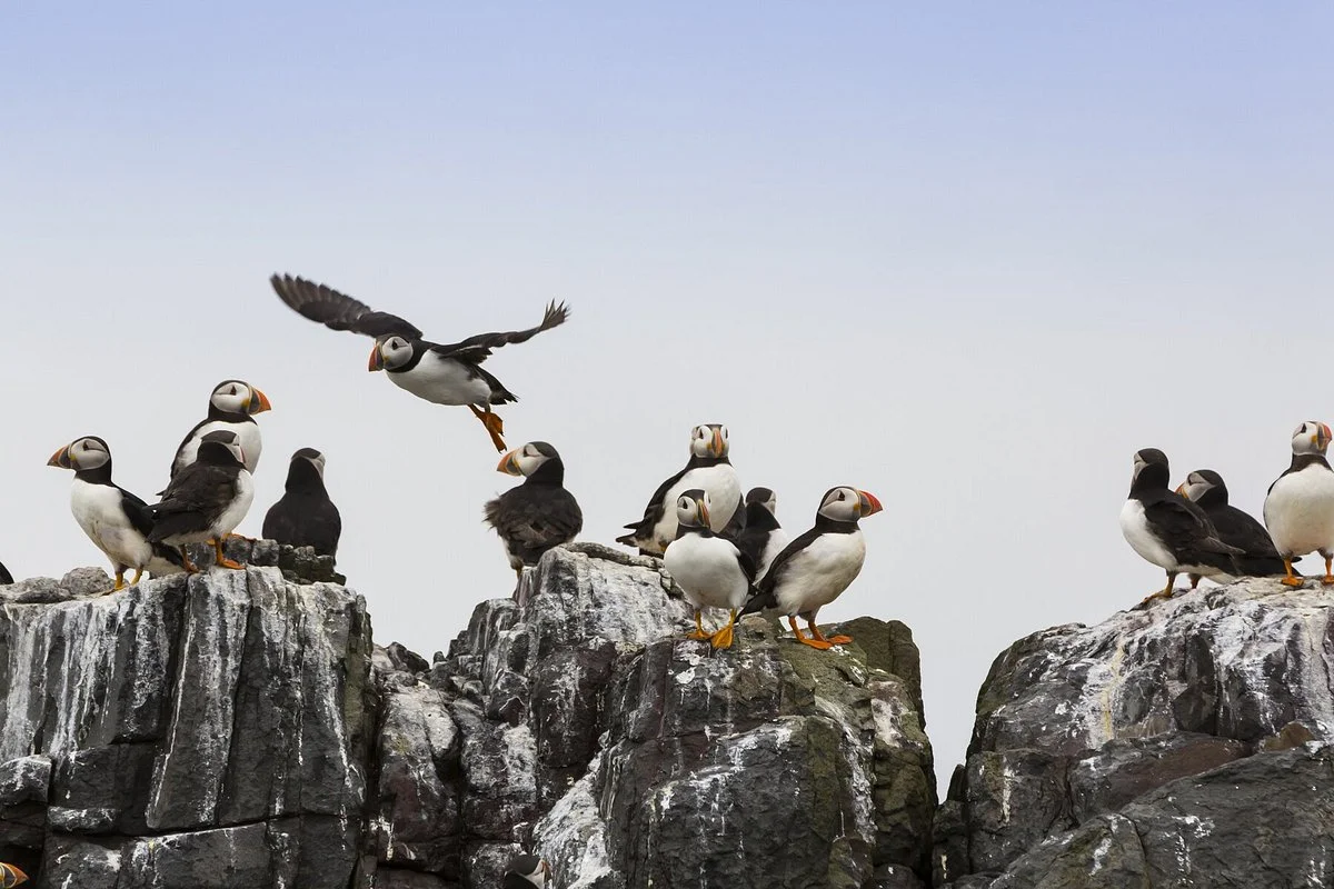 Farne Islands