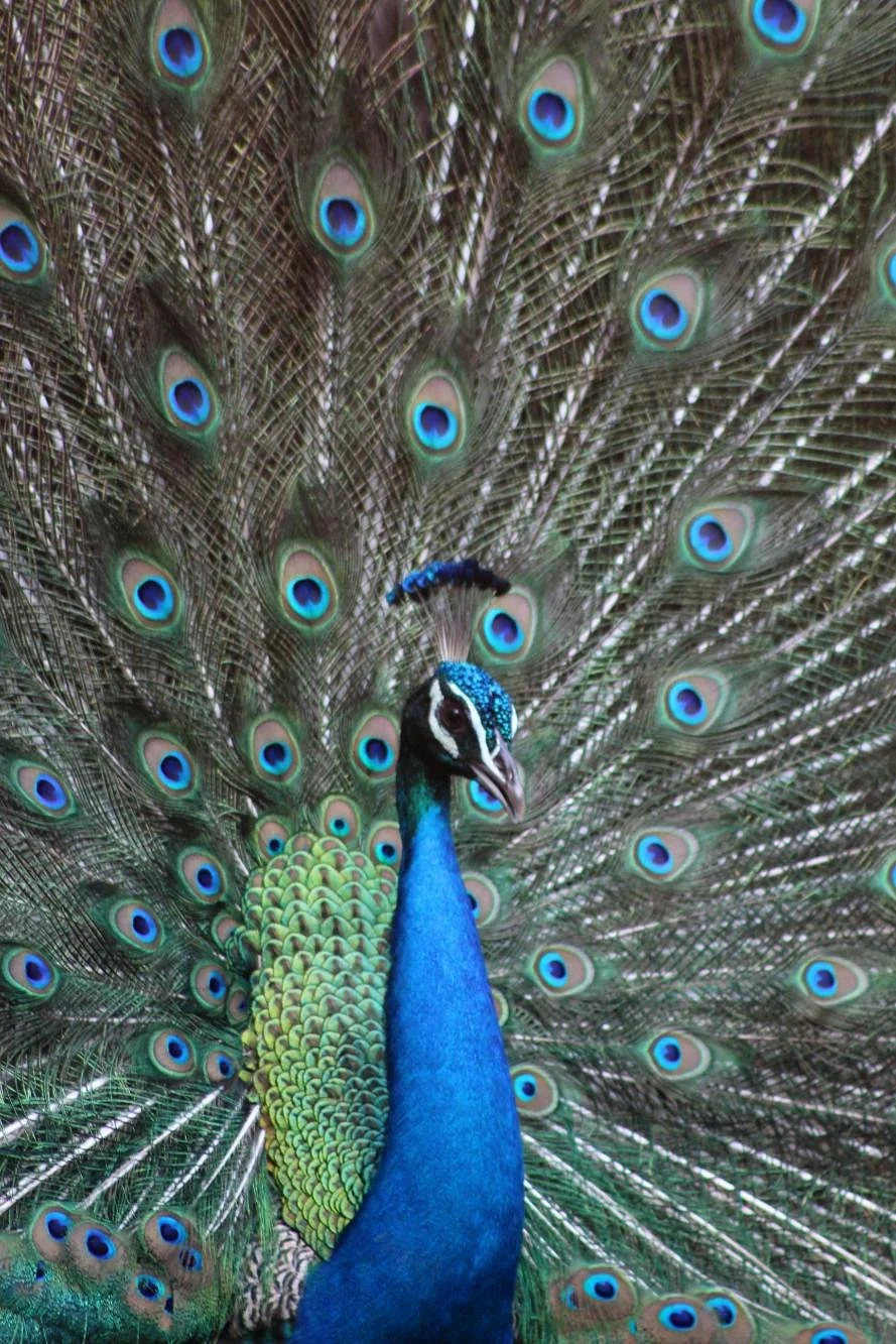 Kurumpapatti Zoological Park