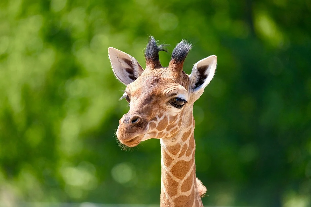 Africa Alive Zoological Reserve