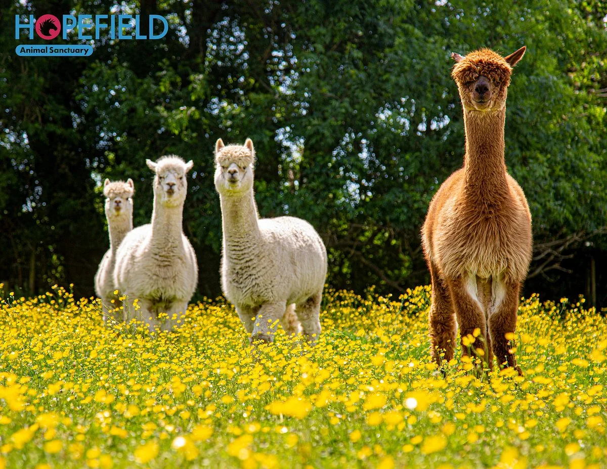 Hopefield Animal Sanctuary