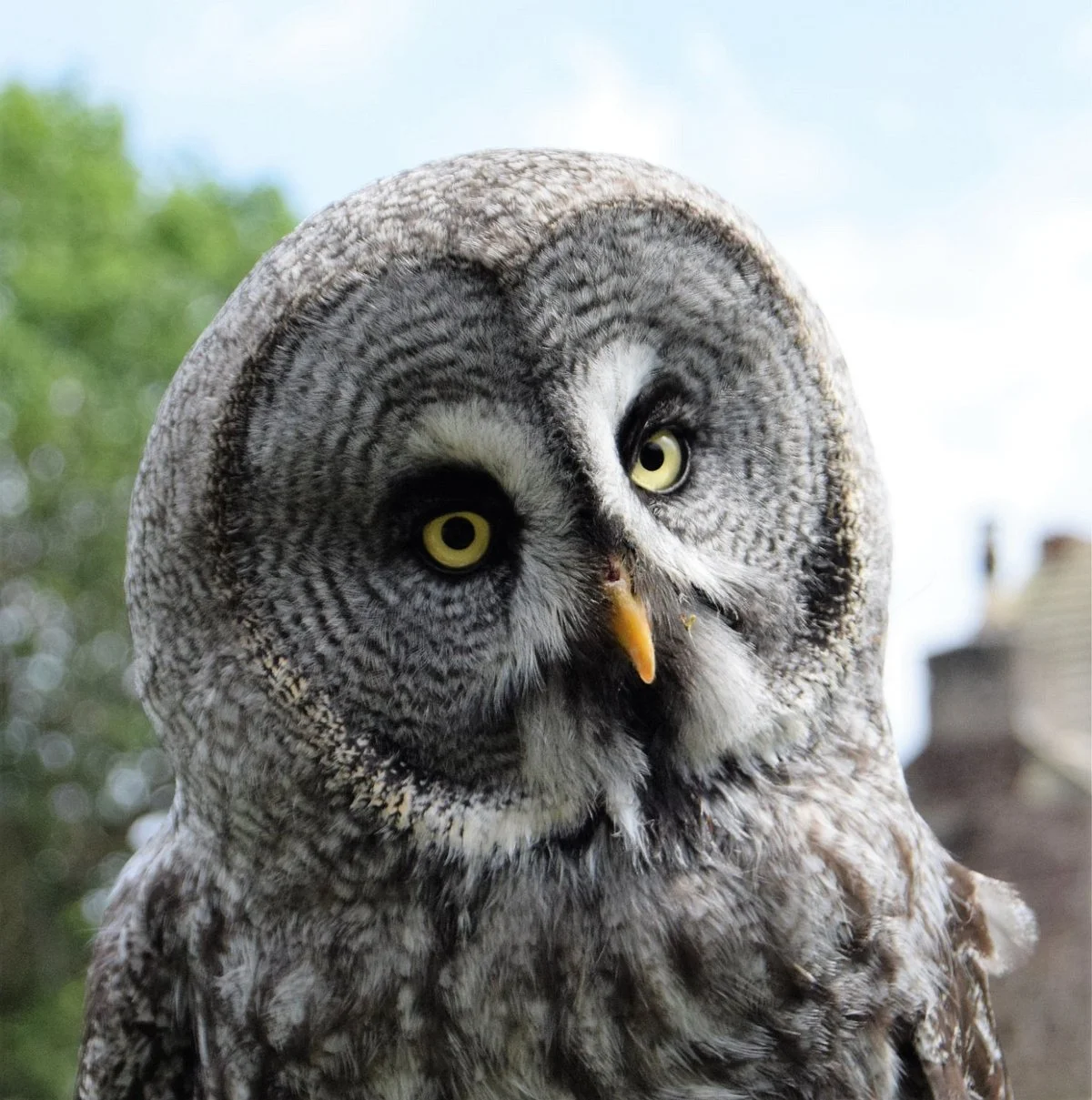 Andy Howeys Birds of Prey Centre