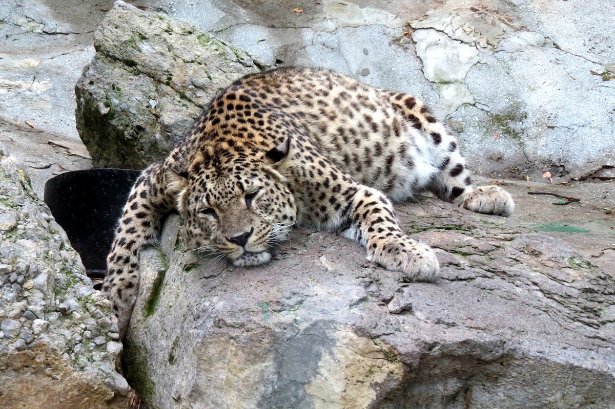 Skazka Zoo