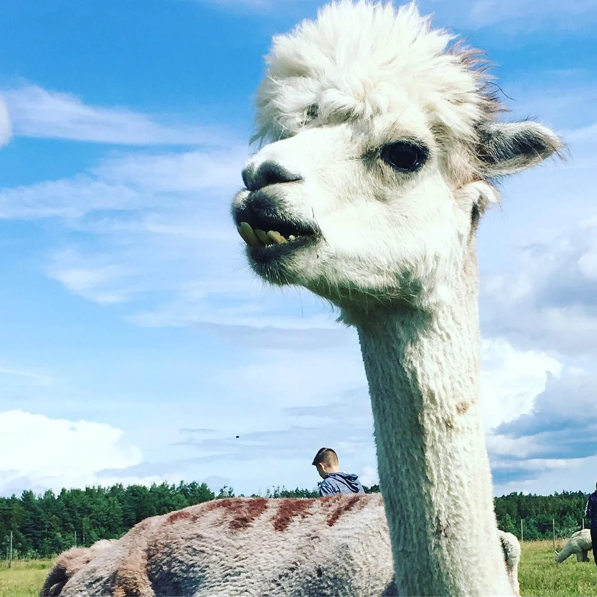 Alpakafarm