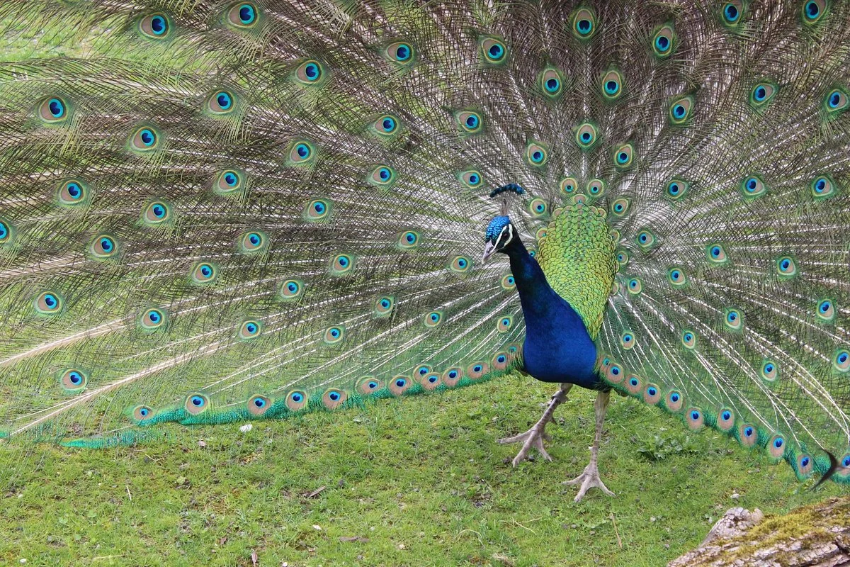Zoo Zurich
