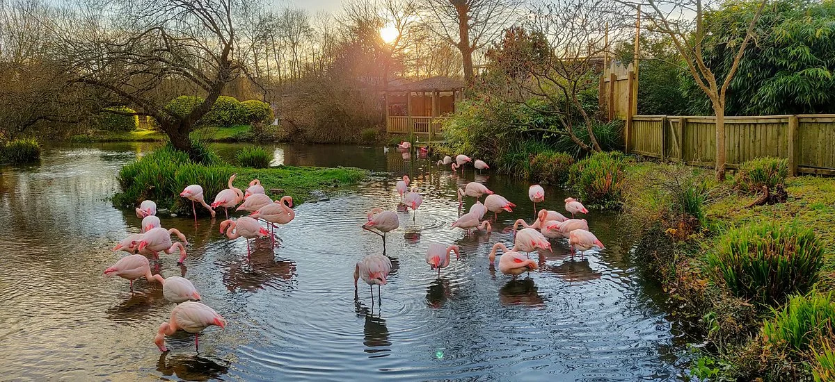Birdland