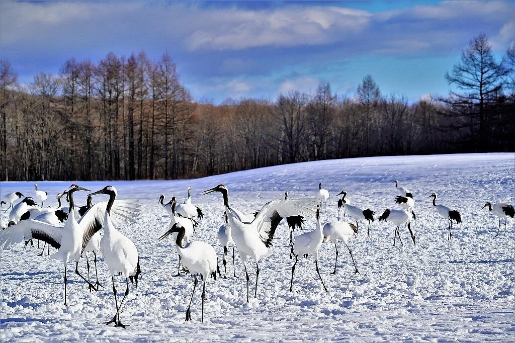 Tsurui Ito Red-crowned Crane Sanctuary