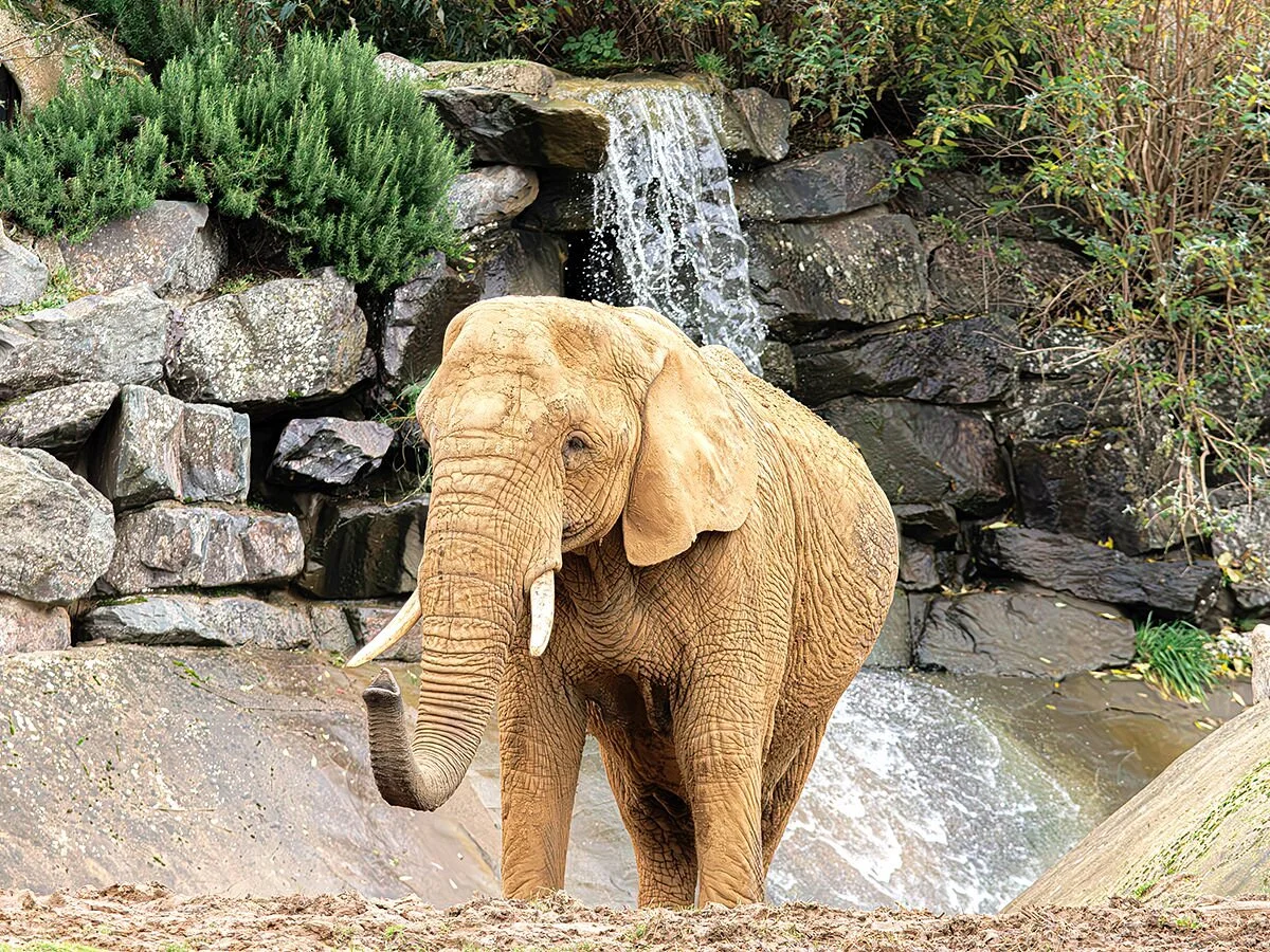Colchester Zoo