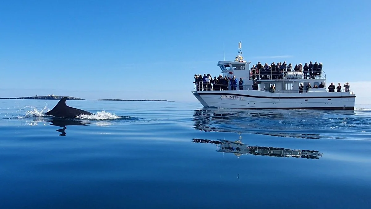 Serenity Farne Island Boat Tours