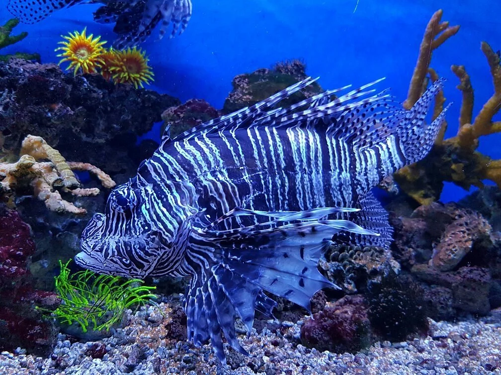 Alushta Aquarium
