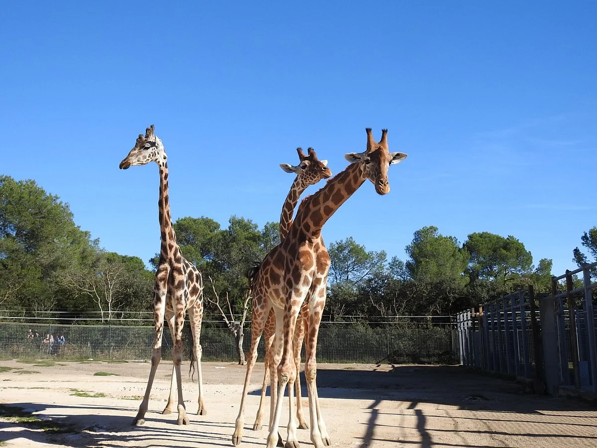 Parc De Lunaret-zoo De Montpellier