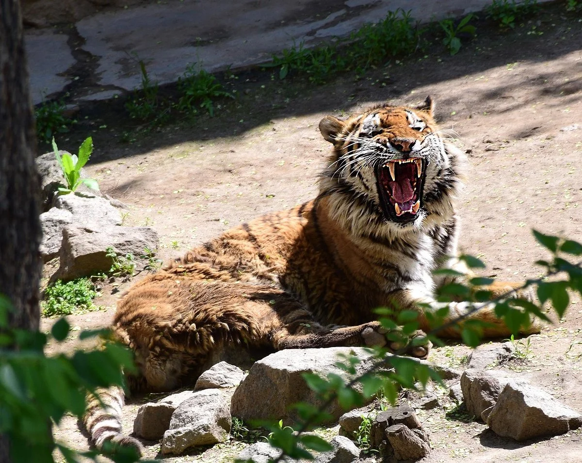 Nikolaev Zoo