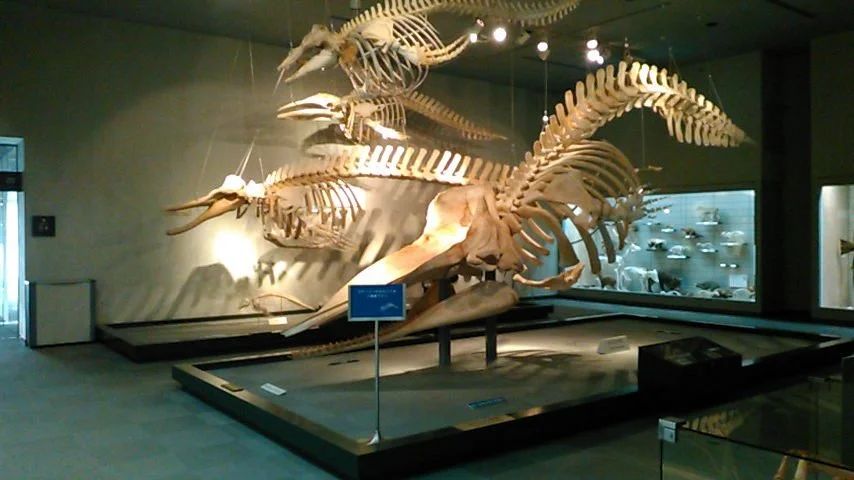 Natural History Museum and Institute