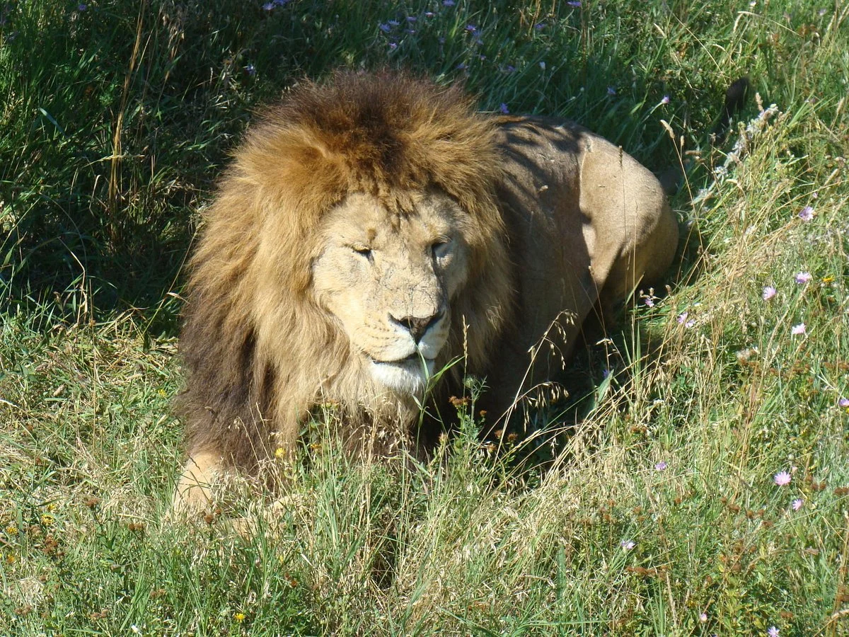 Taigan Lions Park