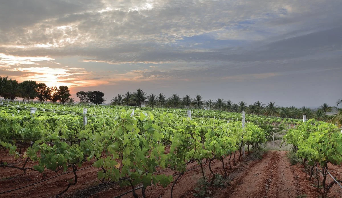 Grover Zampa Vineyards