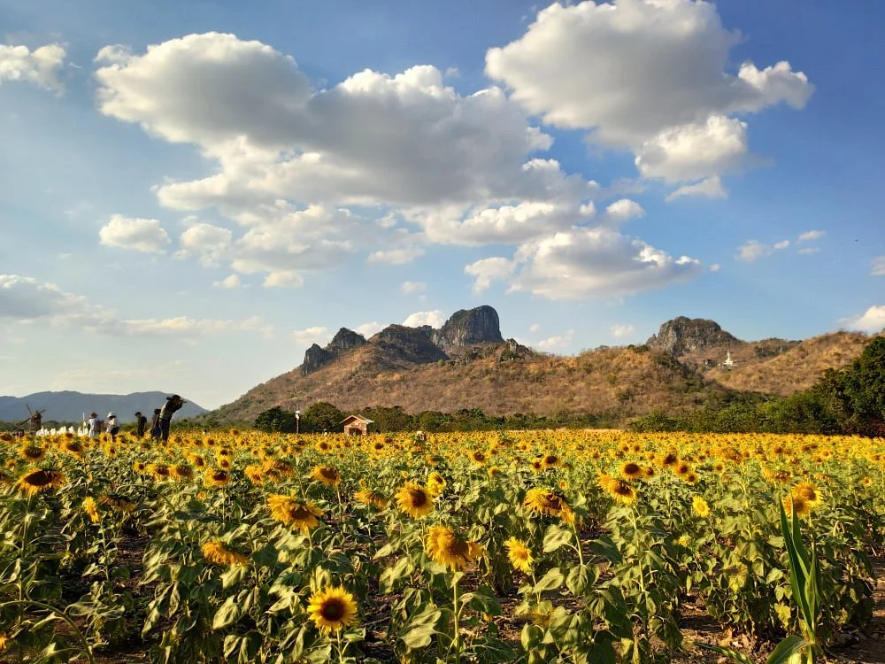 Khao Jeen Lae Sunflower Field