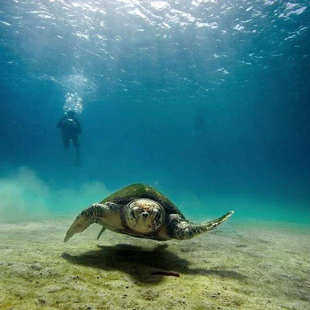 Lampedusa Turtle Rescue