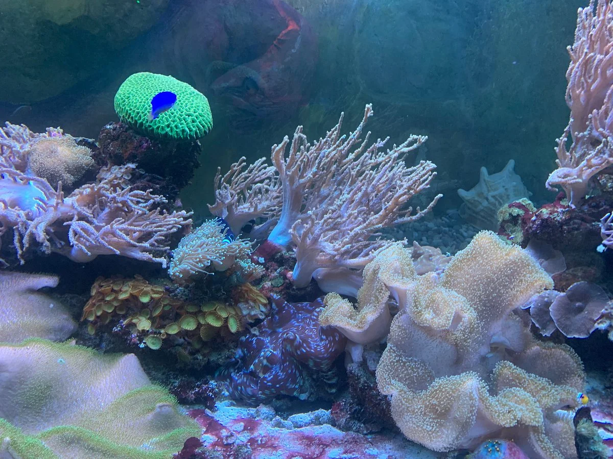 Aquarium in Yevpatoriya
