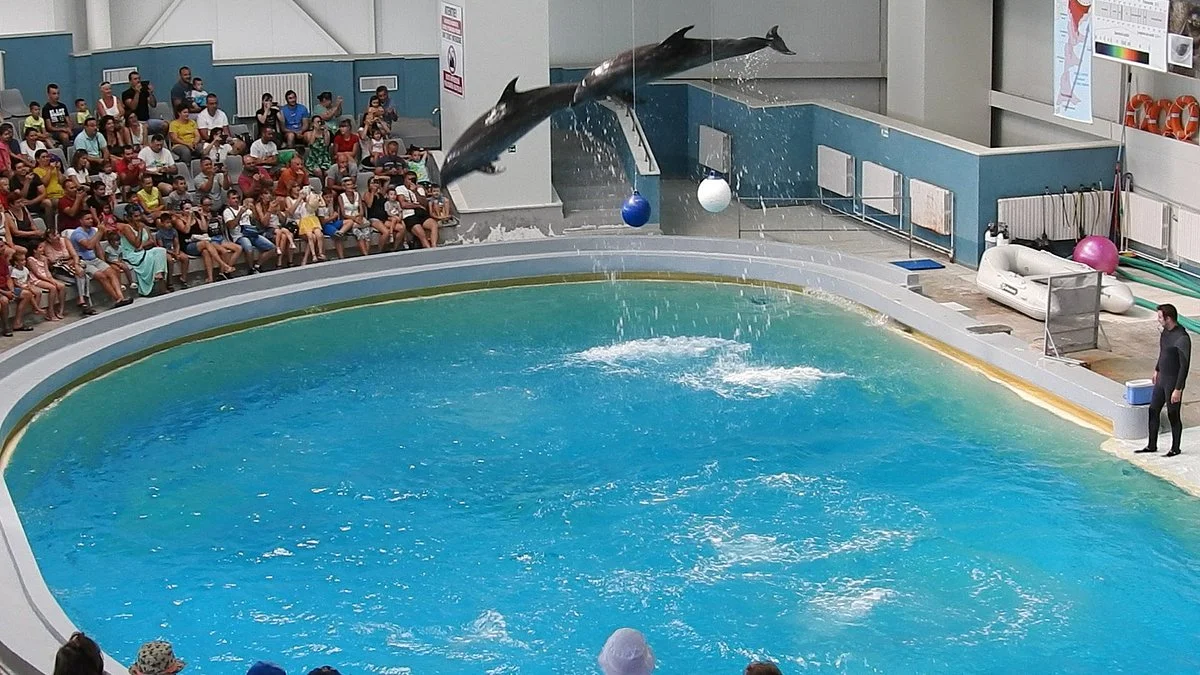 Delfinariu
