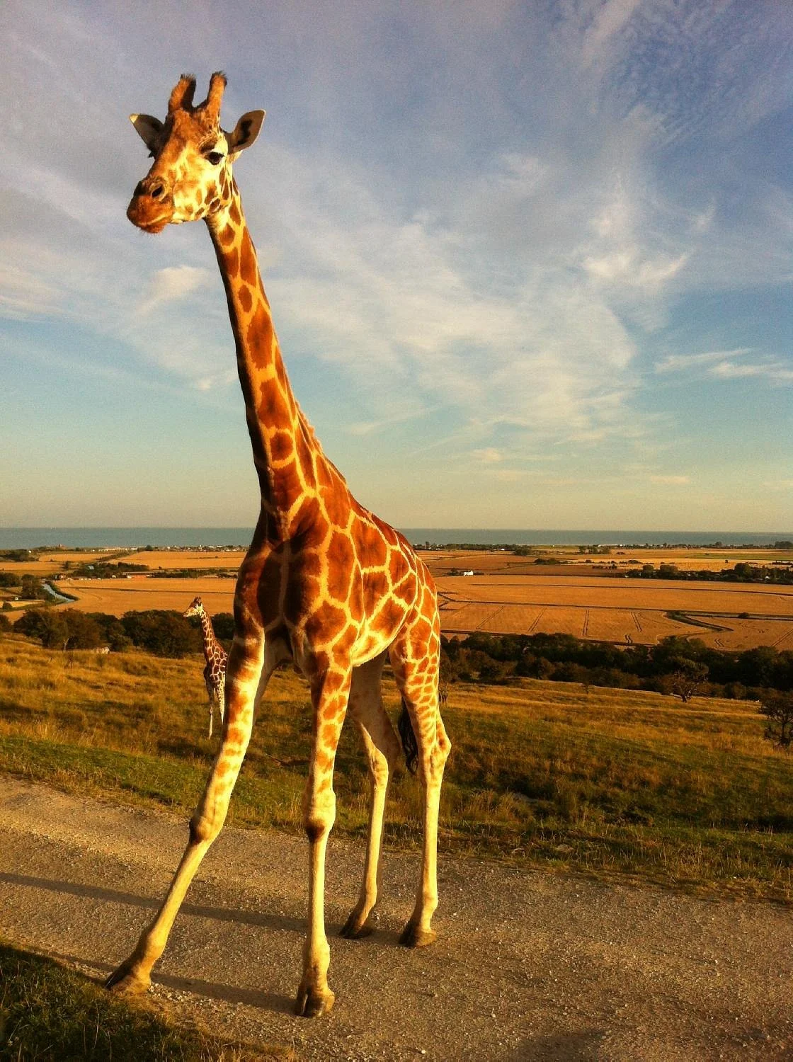 Port Lympne Reserve