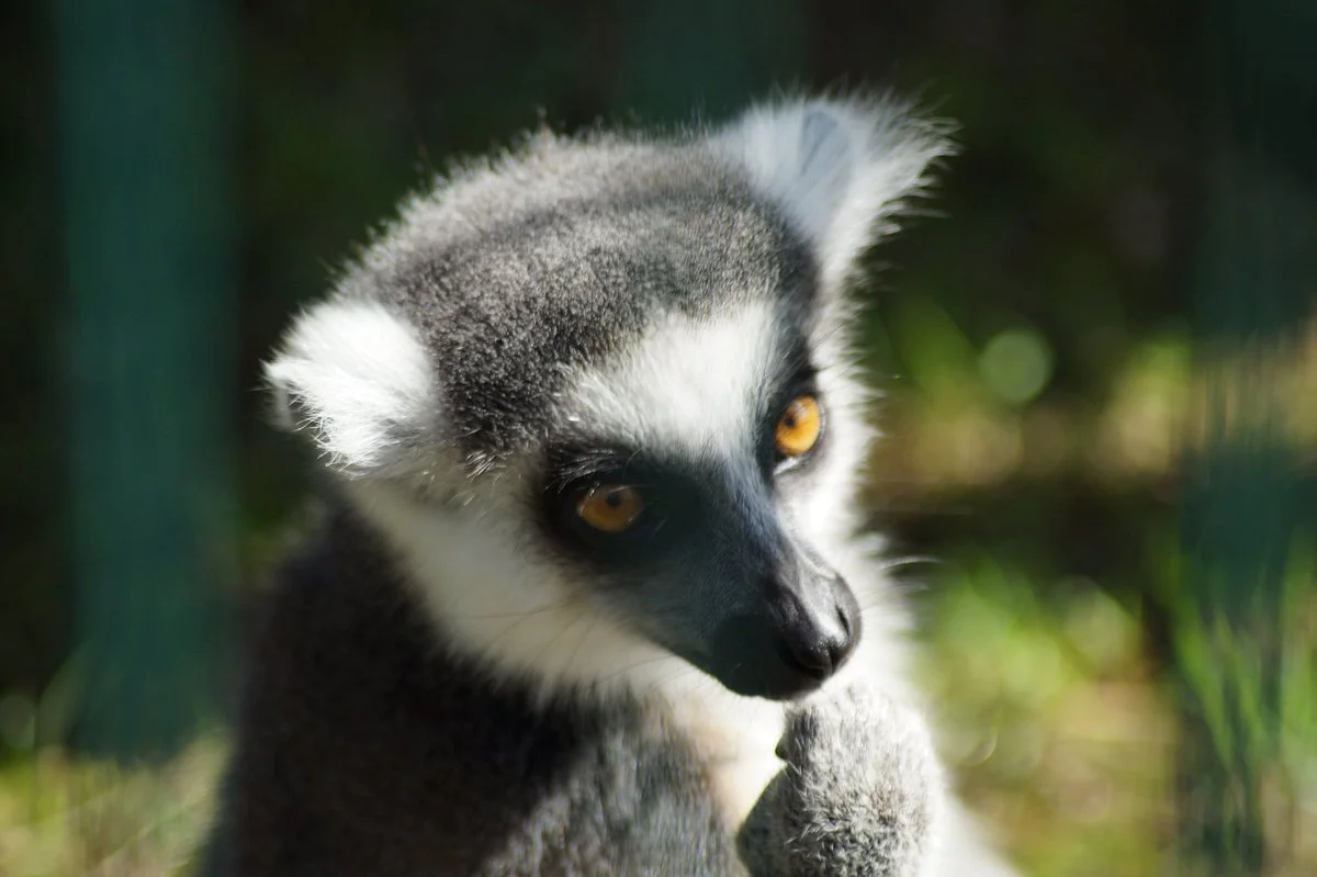 Arche Noah Zoo